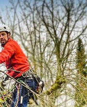 Kümin Baumpflege GmbH Bild 3