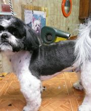 Coiff toutou image 5