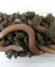 Normandie Appats NAPA image 10