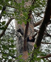Elag'arbres image 4