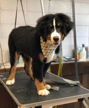 Animal Hospital of Nebraska City image 3