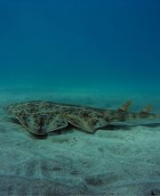 Fuerteventura Diving imagen 1