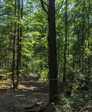 Die Hauptwege im FriedWald Kamenz sind gut begehbar.