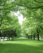 Baumpflege-HL Bild 2