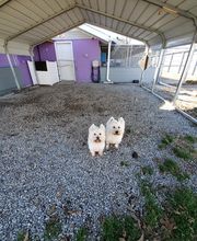 Pet Paradise image 6