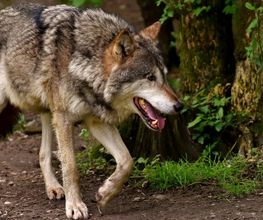 Wolf