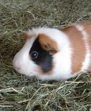 Univet Les Tanneries image 2