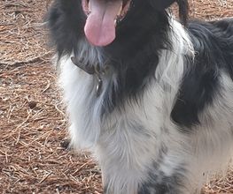 Tibbe, lief vriendje