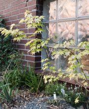 Pflanzen und Gartengestaltung Nienhaus Bild 2