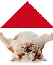 Meyer zu Hücker Die Dachmarke. Bild 3