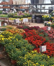 Gamm Vert Marans image 3