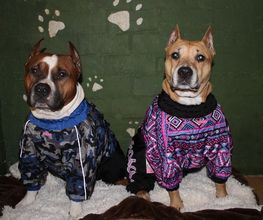 RESIDENCIA CANINA SORIA imagen 7