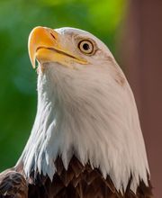 Chahinkapa Zoo image 9