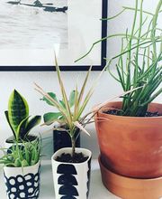 Dig It Gardens image 12