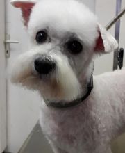 Pil Poil Toilettage E.I image 7