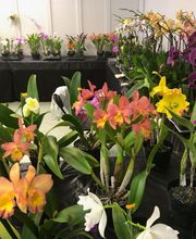 Odom's Orchids Inc image 19