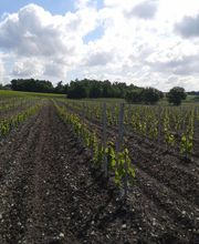 Cognac Michelet image 16