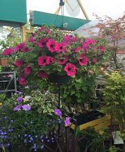 Ribeau-Fleurs image 6