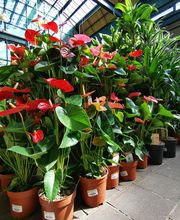 fleur entree mag 360.png