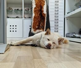 N-G-L-Shop Bild 3