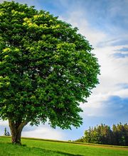 Little C Tree Service image 5