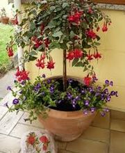 Wiedmer-Blumen AG Bild 7