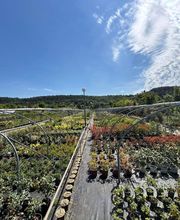 Pépinières Dijonnaises image 3