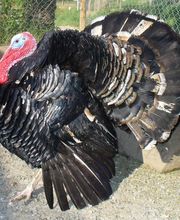 le Promeneur Bild 10