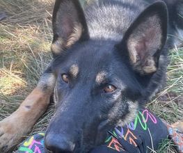 Hundeschule Thea Grothe Bild 12