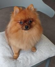 Tootsie image 10