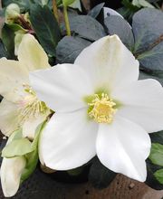 Marty Fleurs image 14