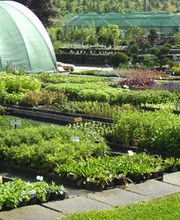 BAUMSCHULE VOGEL Bild 5