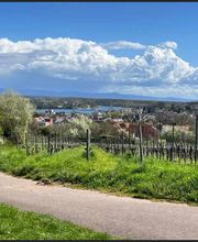 Weingut & Gästehaus Thomas Schwibinger Bild 7