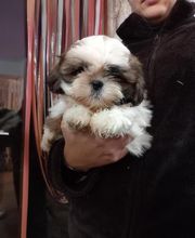 Manusset Sylvie image 9