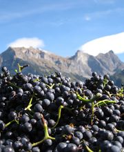 Weingut Jürg & Daniela Bild 3