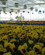 Eigenproduktion Frühjahrsblumen