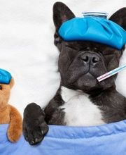 CENTRO VETERINARIO RASKA Y PIKA imagen 1