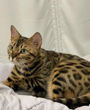 Chatterie Panthera du Maquis image 19