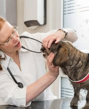 Kleintierpraxis Dr. med. vet. Barbara Rabeling Bild 13