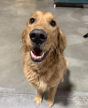 Spa Paw & Tail Premier Pet Resort image 14