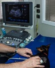 Ospedale Veterinario San Francesco immagine 9
