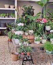 Floria Blumen Bild 20