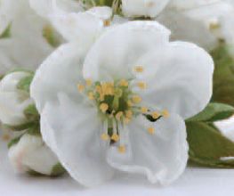 AU GRE DES FLEURS image 5