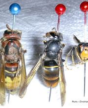 Rollion Regis EURL image 8