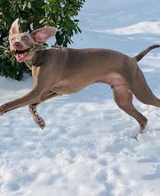 Hundeschule Pirschgang Bild 3