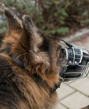 Probleme mit dem Hund