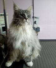 À la Maison du Toilettage image 13