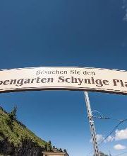 Botanischer Alpengarten Schynige Platte Bild 5