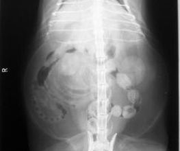Clínica Veterinaria Villaluenga imagen 3