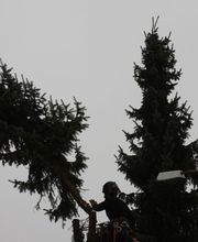 Baumdienst Harzer Bild 9